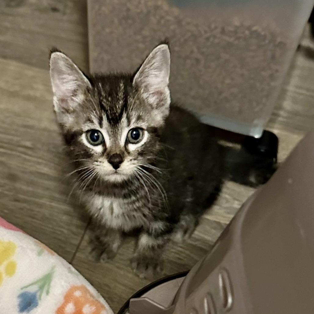 Enlarge Waffle, a Adoptable Domestic Short Hair in Lexington, KY image 1/1