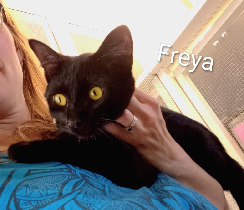 Freya, a Adopted mixed breed in Saint James, MN image 1/3