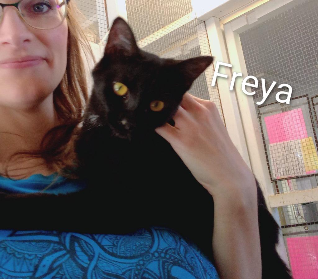 Freya, a Adopted mixed breed in Saint James, MN image 2/3