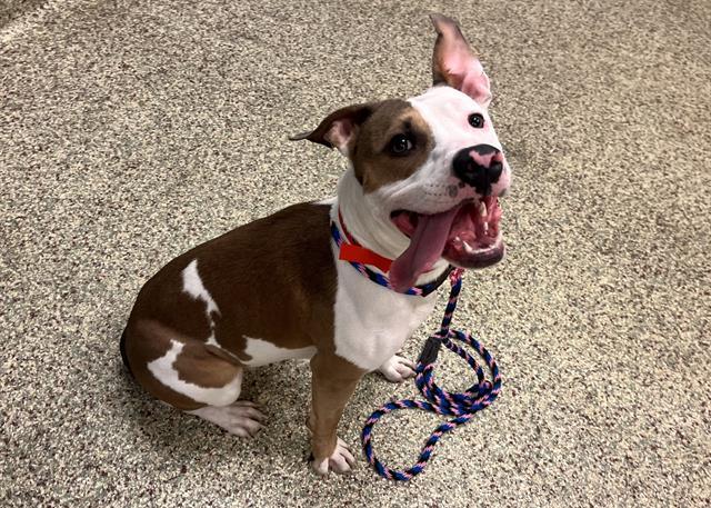 DEAN, Adoptable, Young Male Pit Bull Terrier & Mixed Breed.