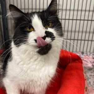 Enlarge Zephyr, an adopted Domestic Long Hair in Kankakee, IL image 3/3