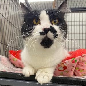 Zephyr, adopted, Adult Female Domestic Long Hair.