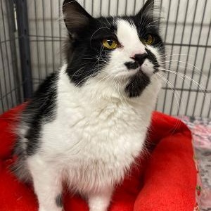 Enlarge Zephyr, an adopted Domestic Long Hair in Kankakee, IL image 2/3