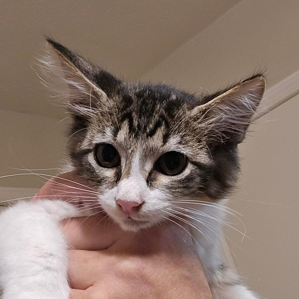 Enlarge Dumpling, a Adoptable Domestic Long Hair in Houston, TX image 1/1