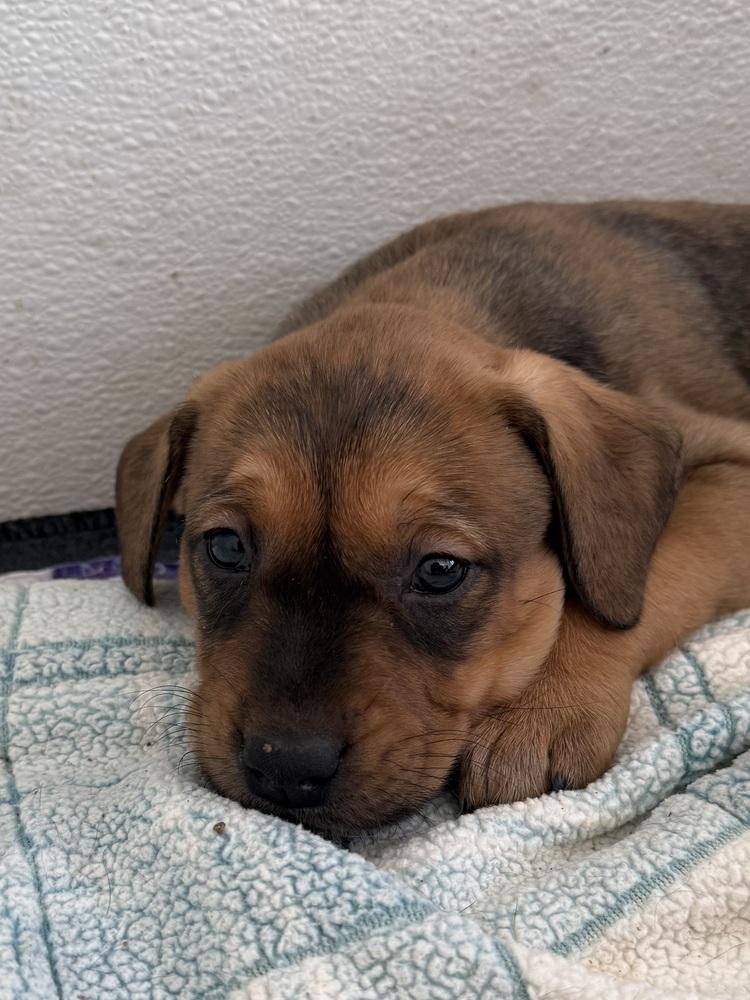 Selkie — thumbnail 2