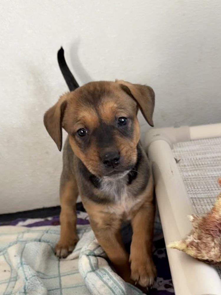 Selkie — thumbnail 3