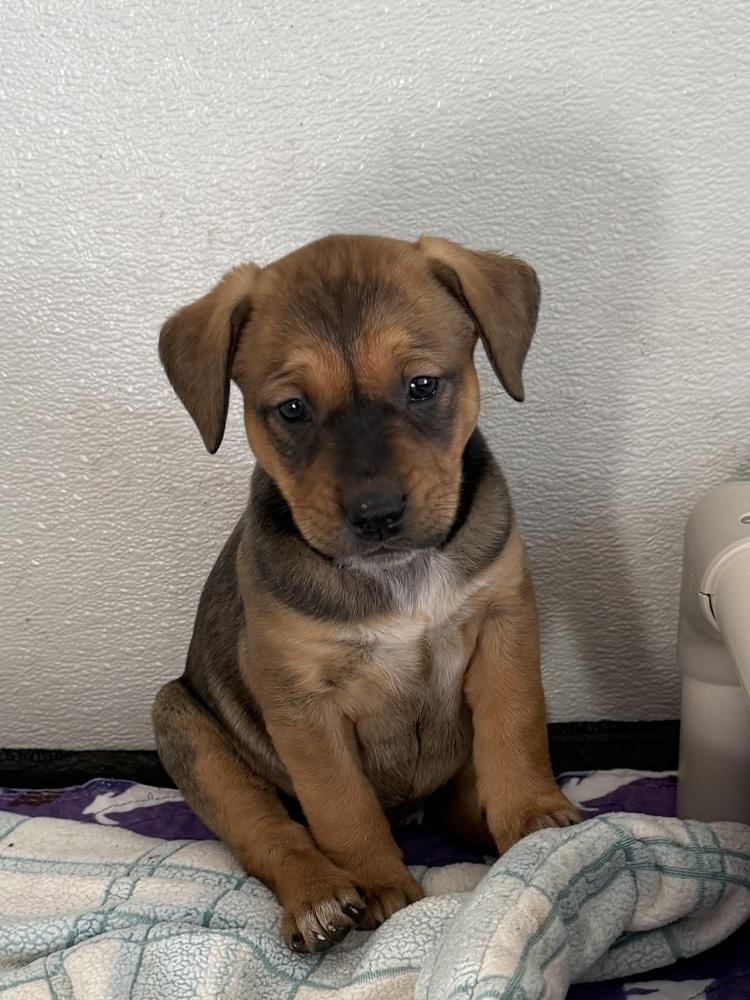 Selkie — thumbnail 5