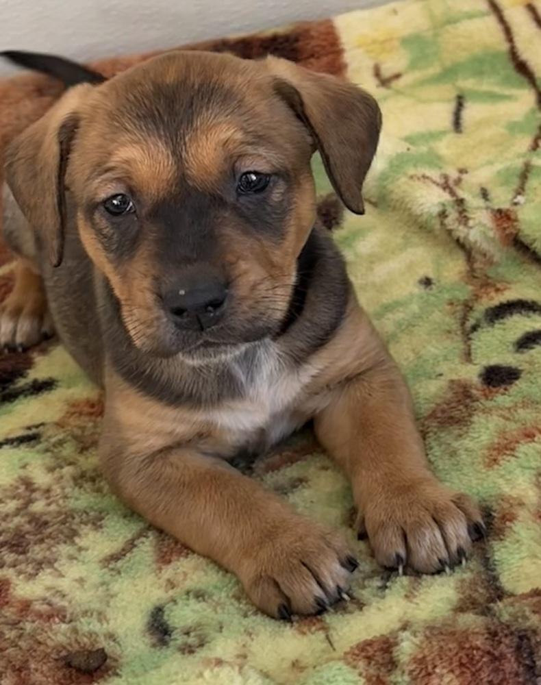 Selkie — thumbnail 6