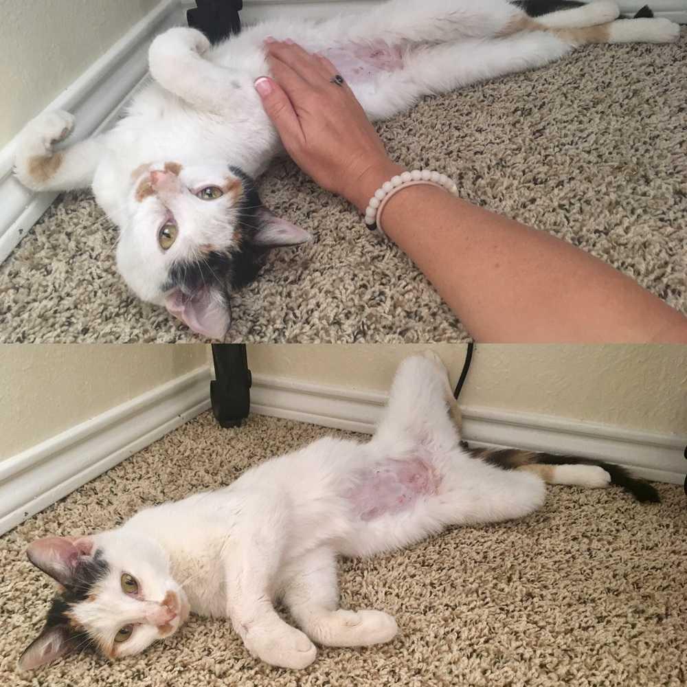 Enlarge Pearlie Mae, a Adopted Calico in Dallas, TX image 1/1