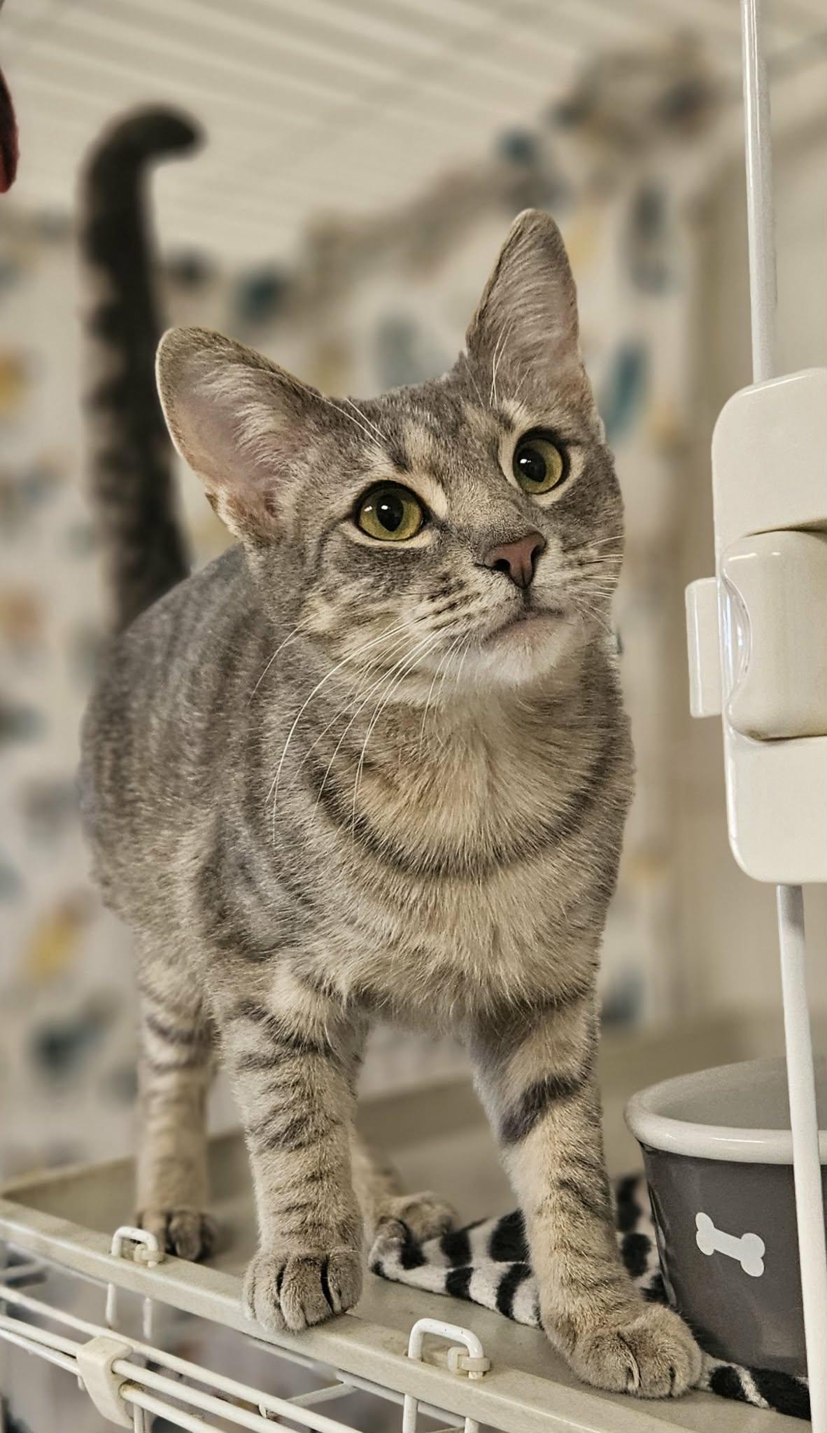 Killian, ADOPTABLE, Young Female Domestic Short Hair.