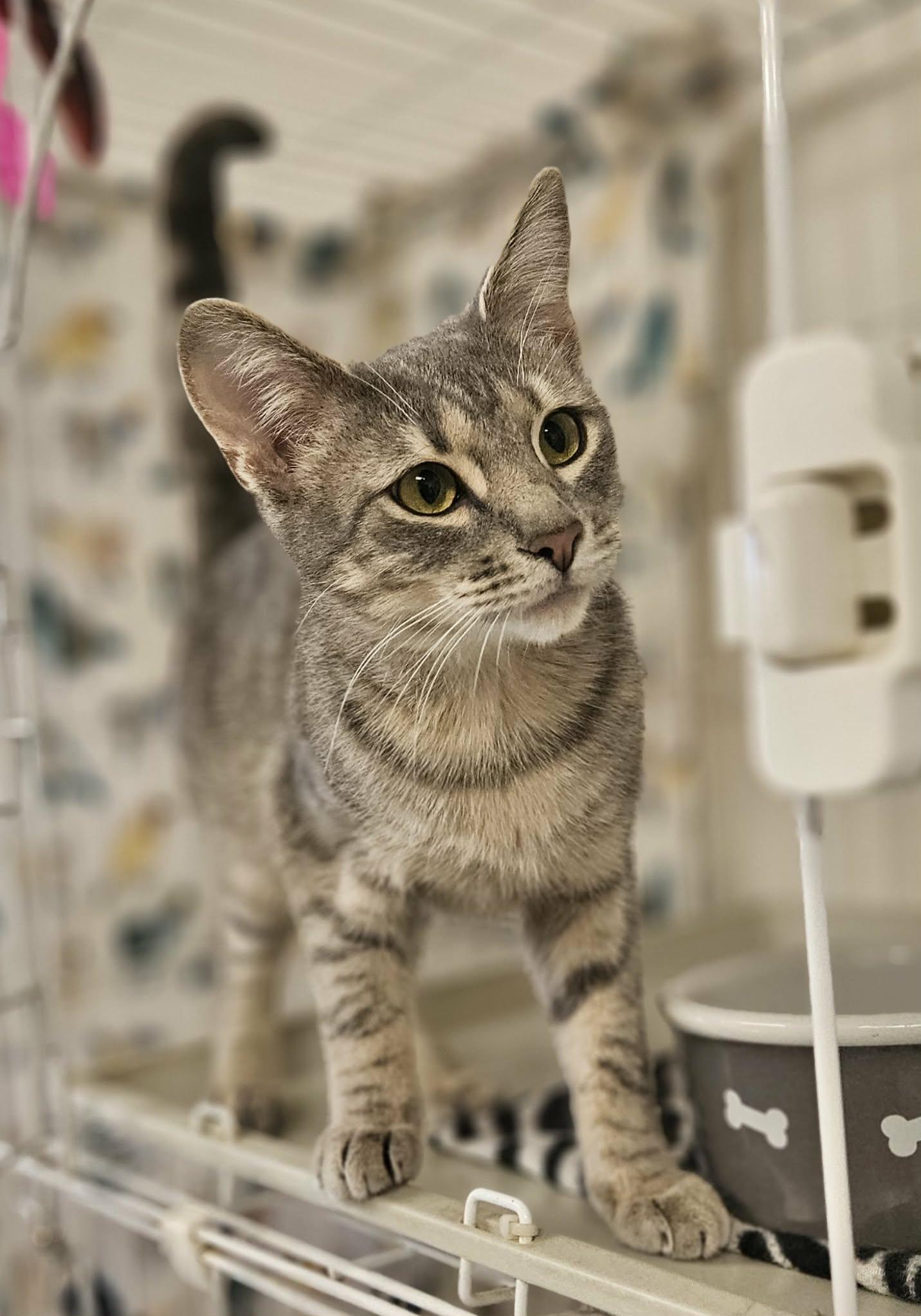 Enlarge Killian, a ADOPTABLE Domestic Short Hair in Wapakoneta, OH image 2/2