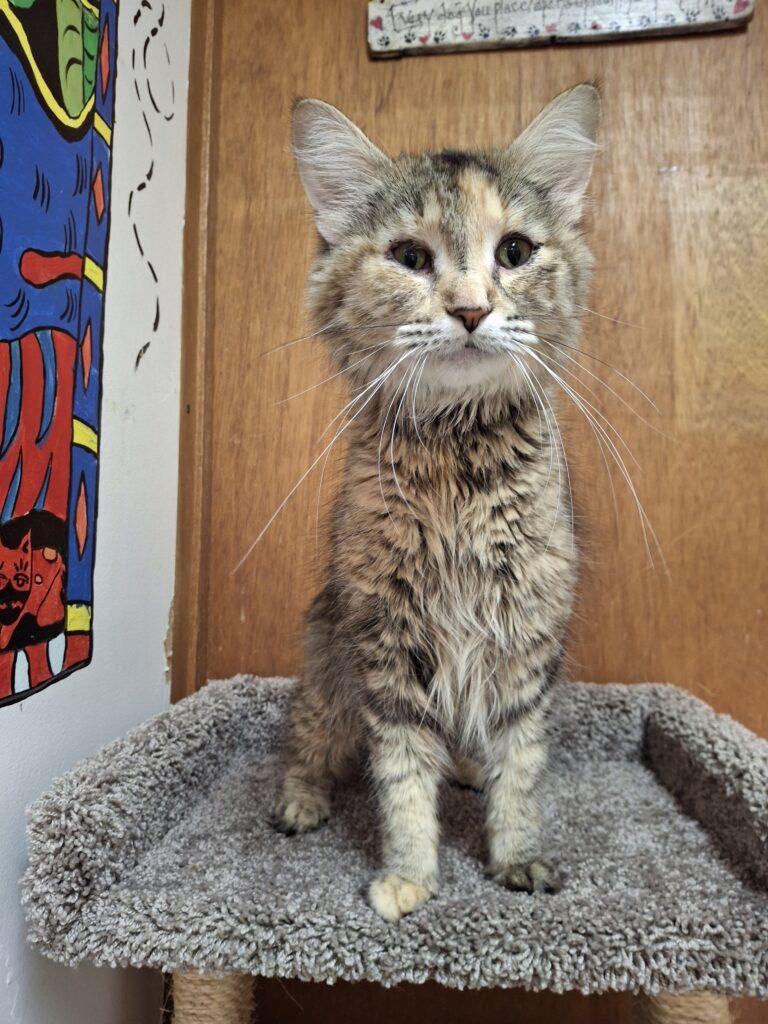 GERTRUDE, ADOPTABLE, Adult Female Calico.