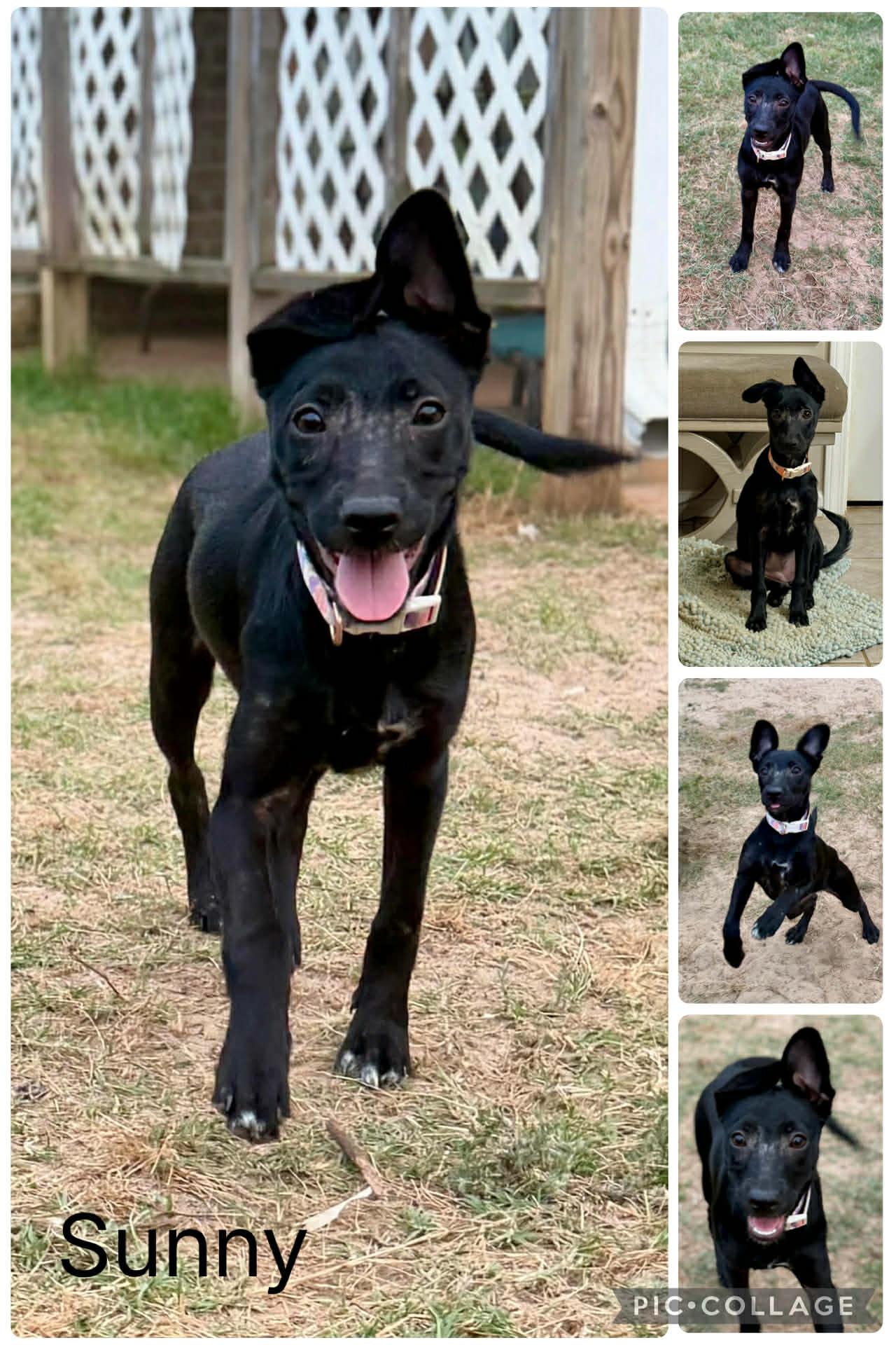 Sunny, ADOPTABLE, Young Male Mixed Breed.