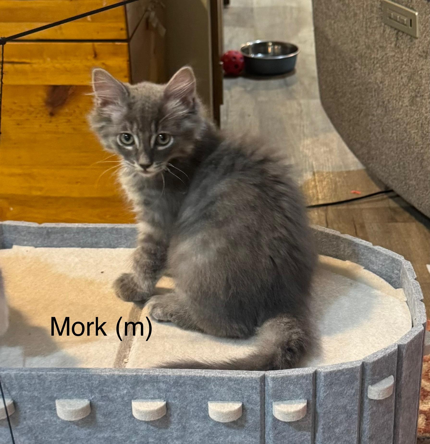 Mork