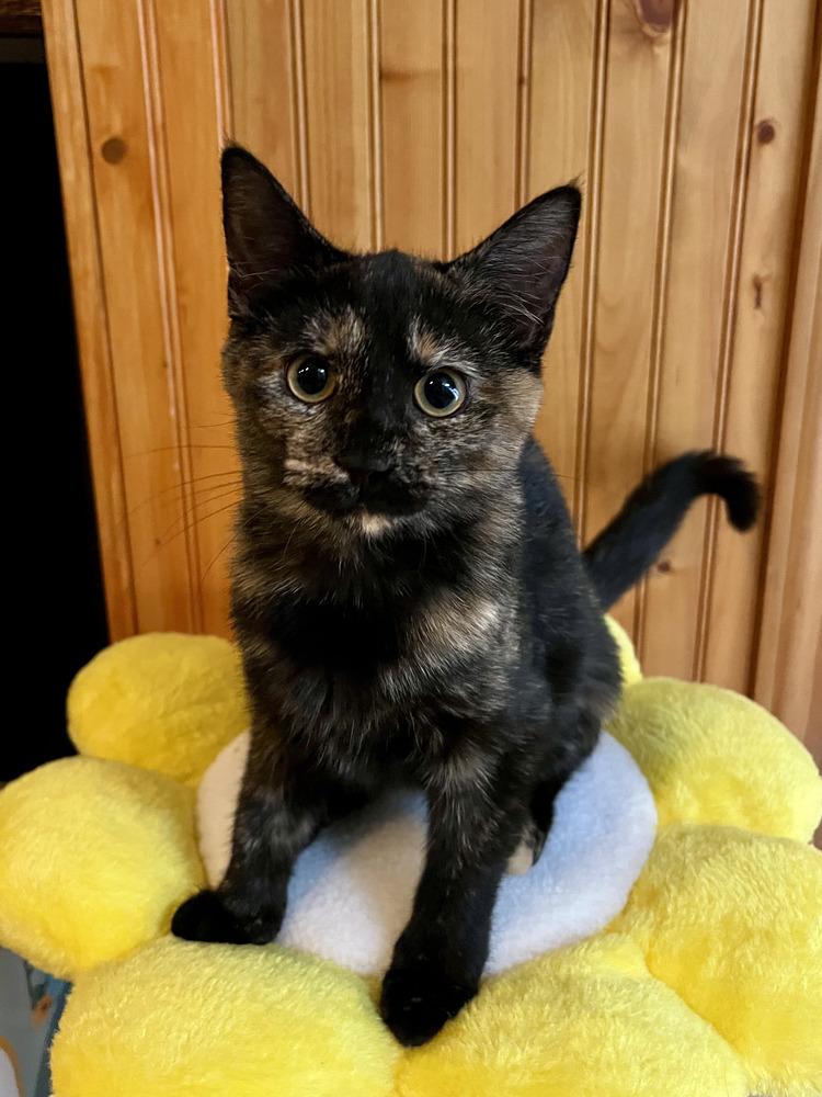 Sienna, Adoptable, Kitten Female Domestic Short Hair & Domestic Short Hair.
