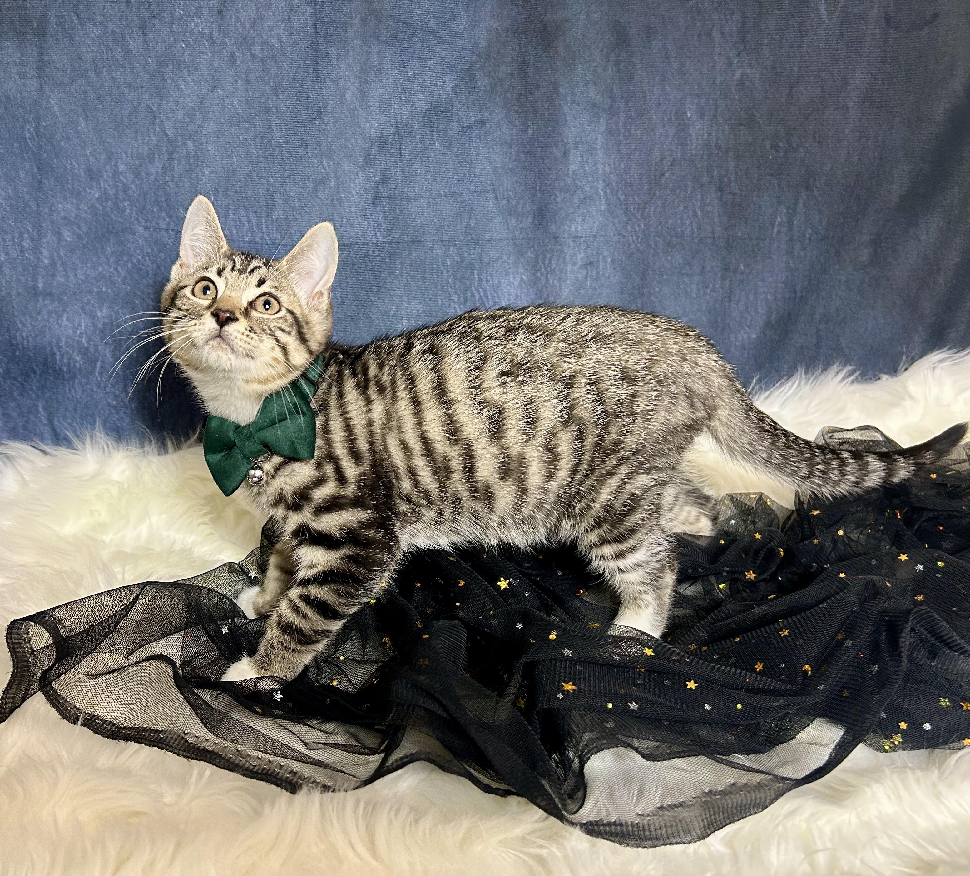 Enlarge Socks, a Adoptable Domestic Short Hair in Webster, TX image 1/1