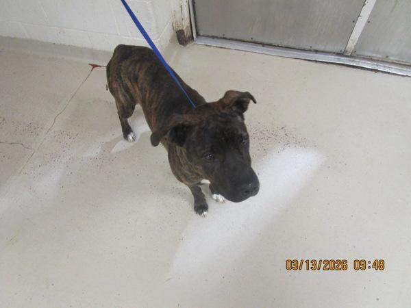 Violet (804), Adoptable, Young Female Pit Bull Terrier.