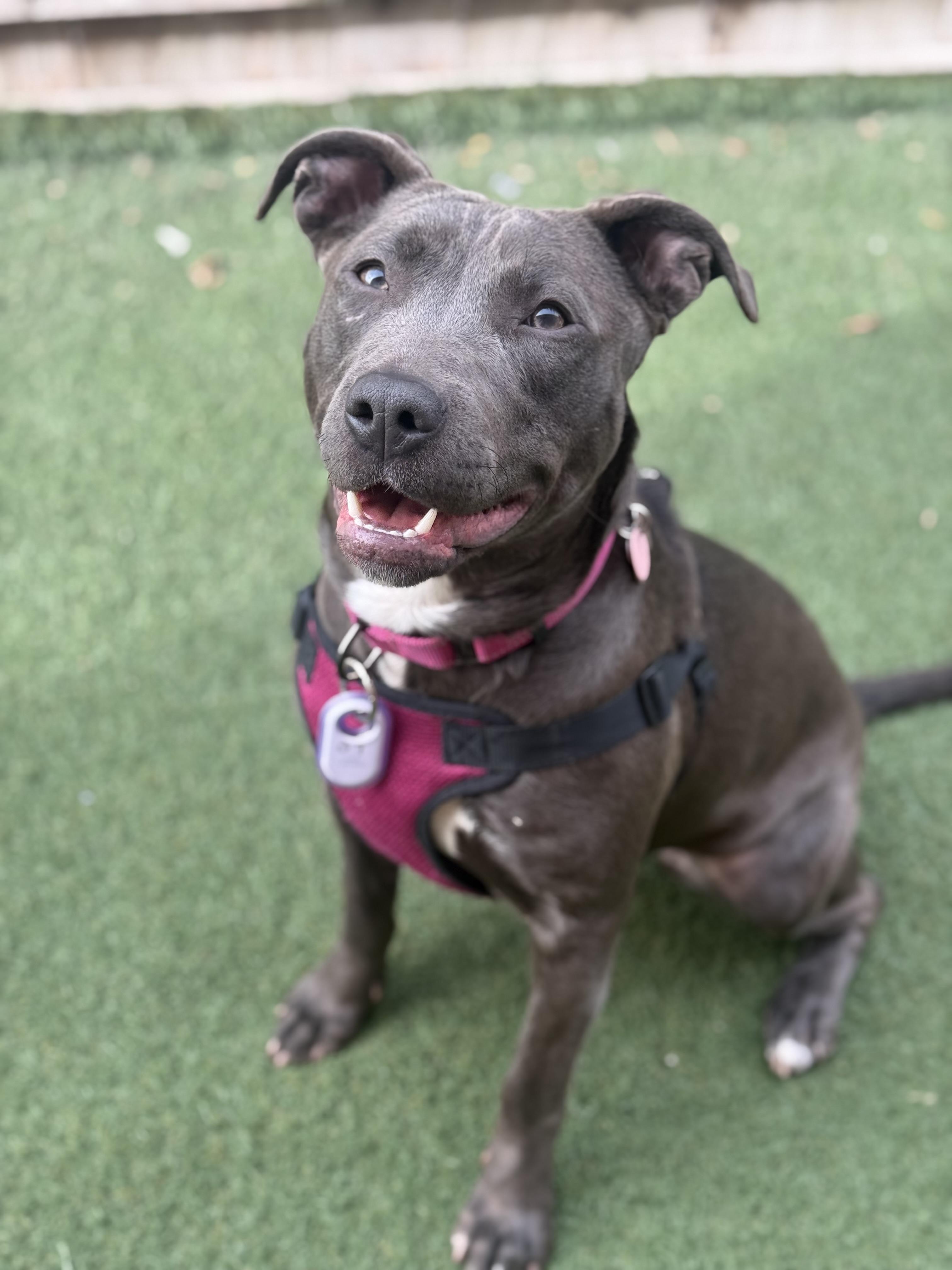 Betty Boop, an adoptable mixed breed in Itasca, IL image 5/6