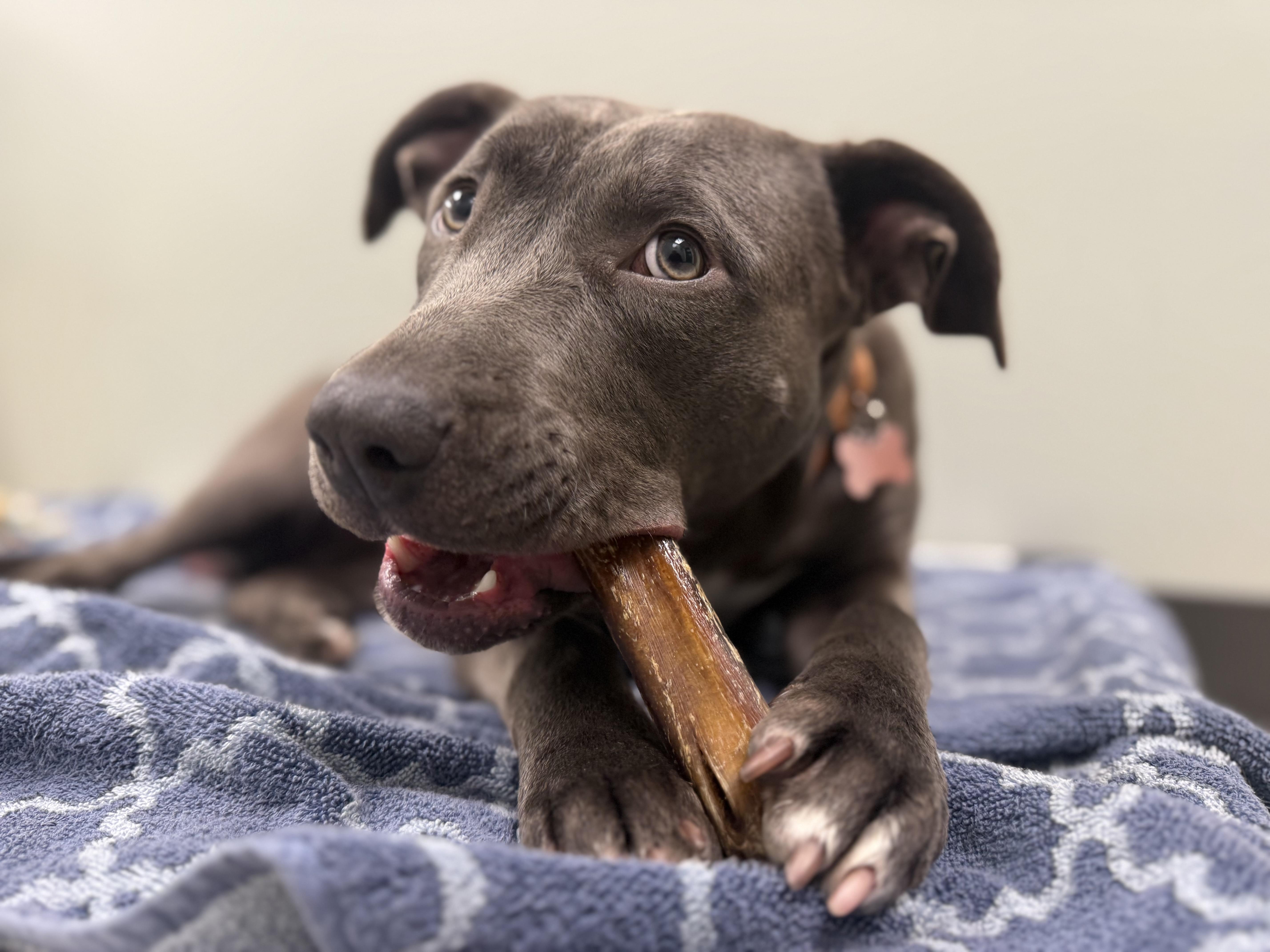 Enlarge Betty Boop, an adoptable mixed breed in Itasca, IL image 5/6