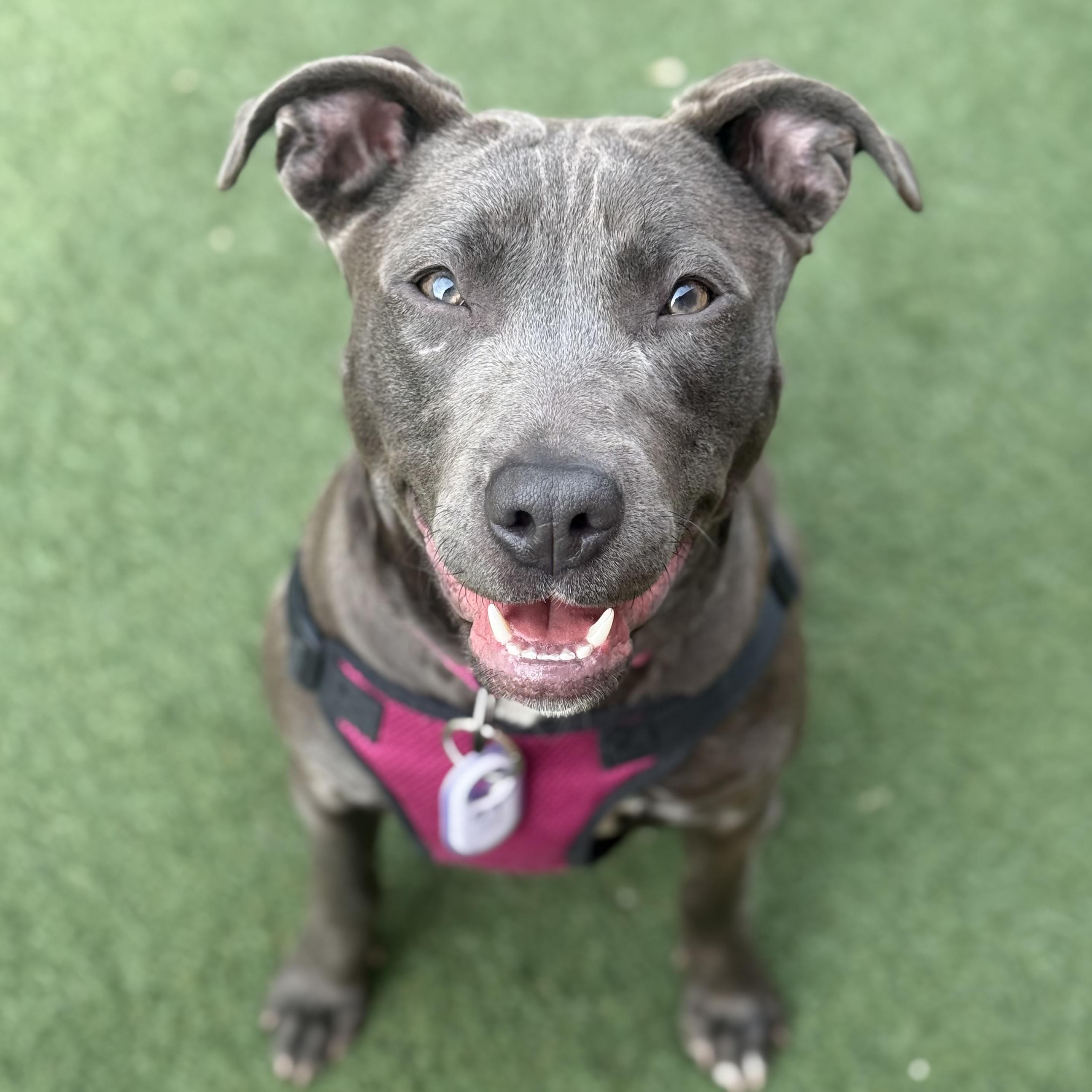 Betty Boop, an adoptable mixed breed in Itasca, IL image 6/6