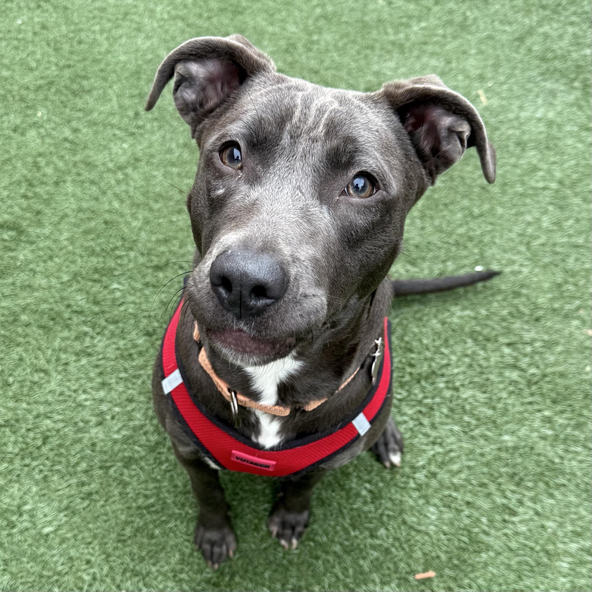 Betty Boop, adoptable, Young Female American Staffordshire Terrier & Pit Bull Terrier.
