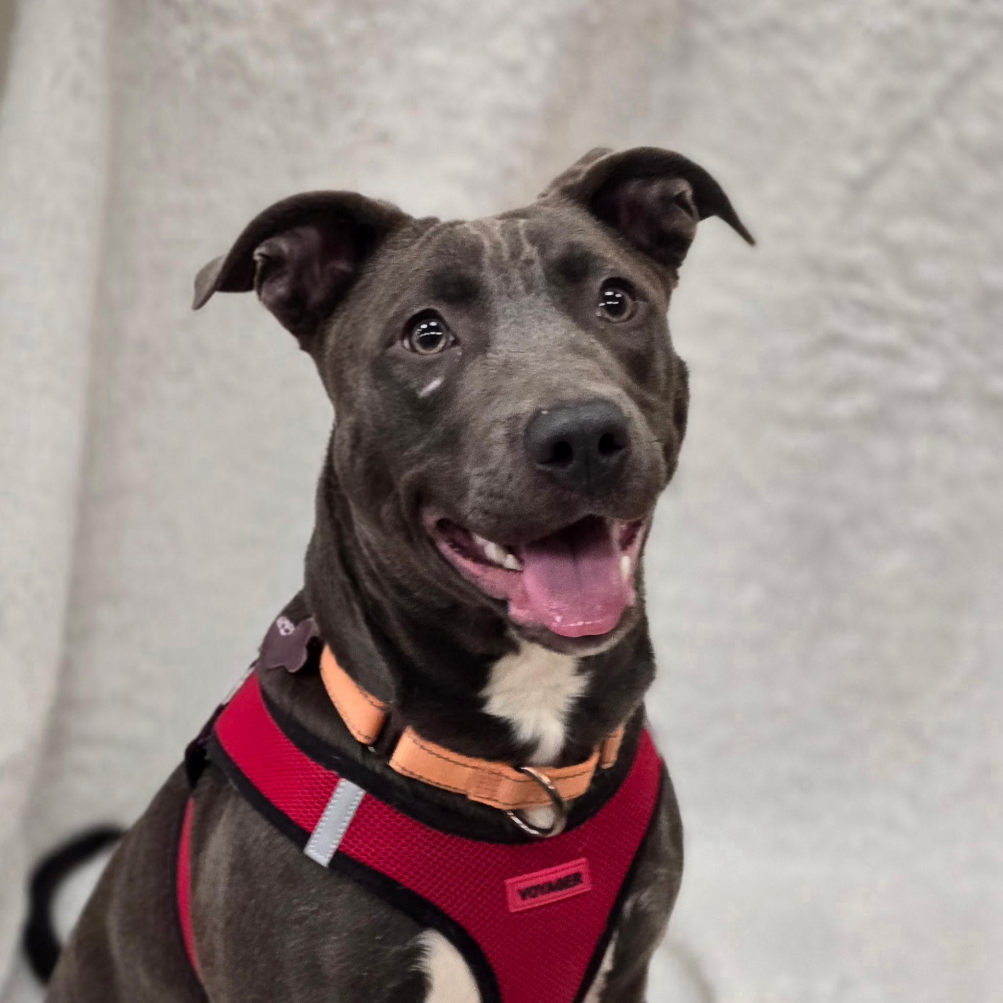 Enlarge Betty Boop, an adoptable mixed breed in Itasca, IL image 2/6