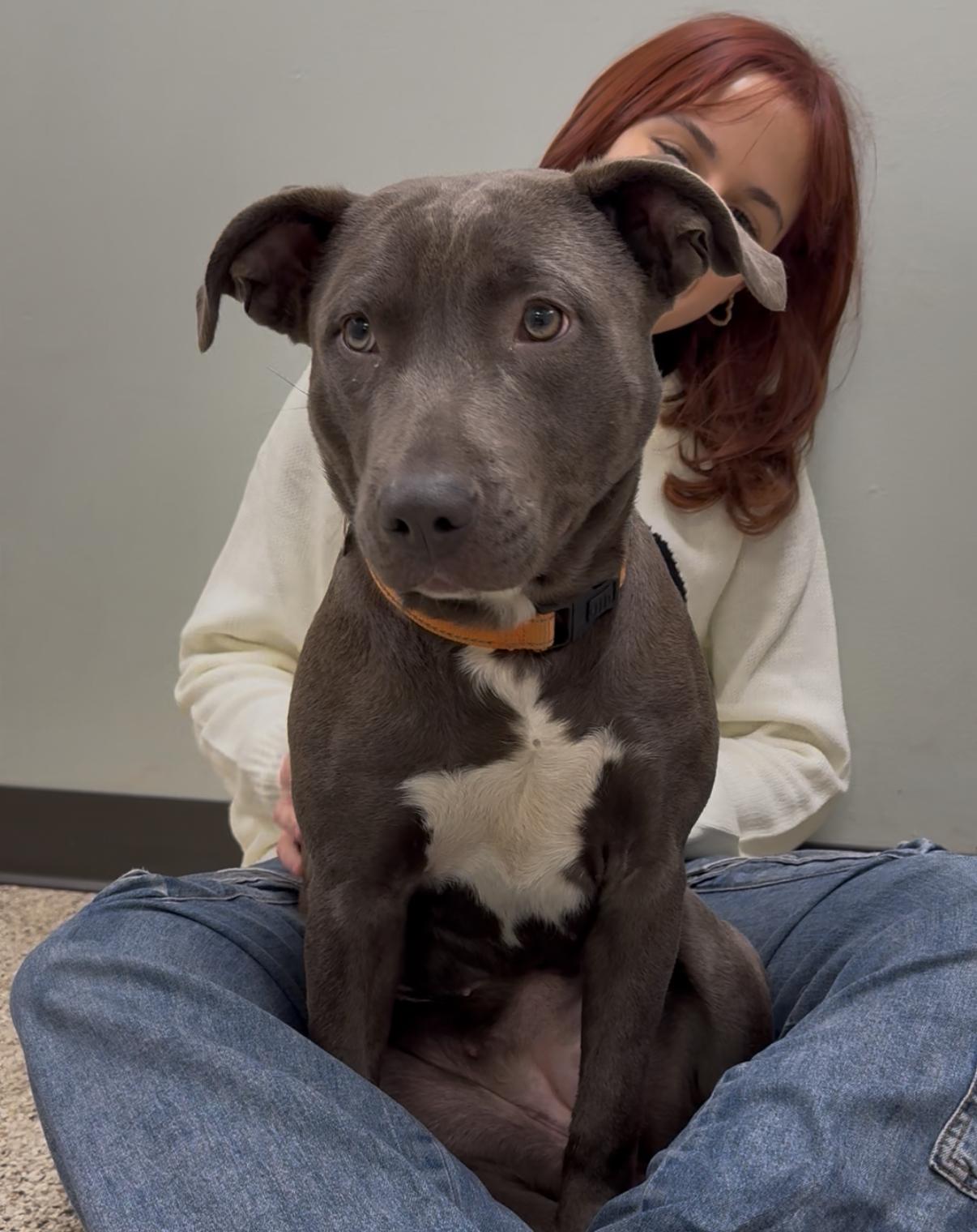 Enlarge Betty Boop, an adoptable mixed breed in Itasca, IL image 6/6
