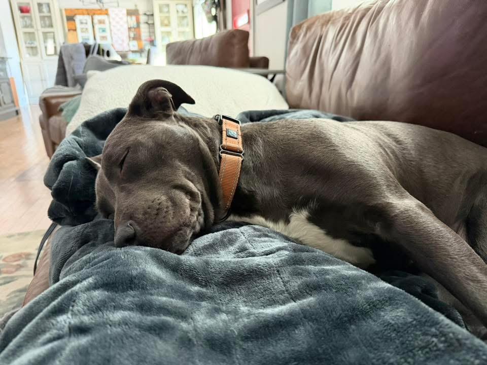 Betty Boop, an adoptable mixed breed in Itasca, IL image 2/6