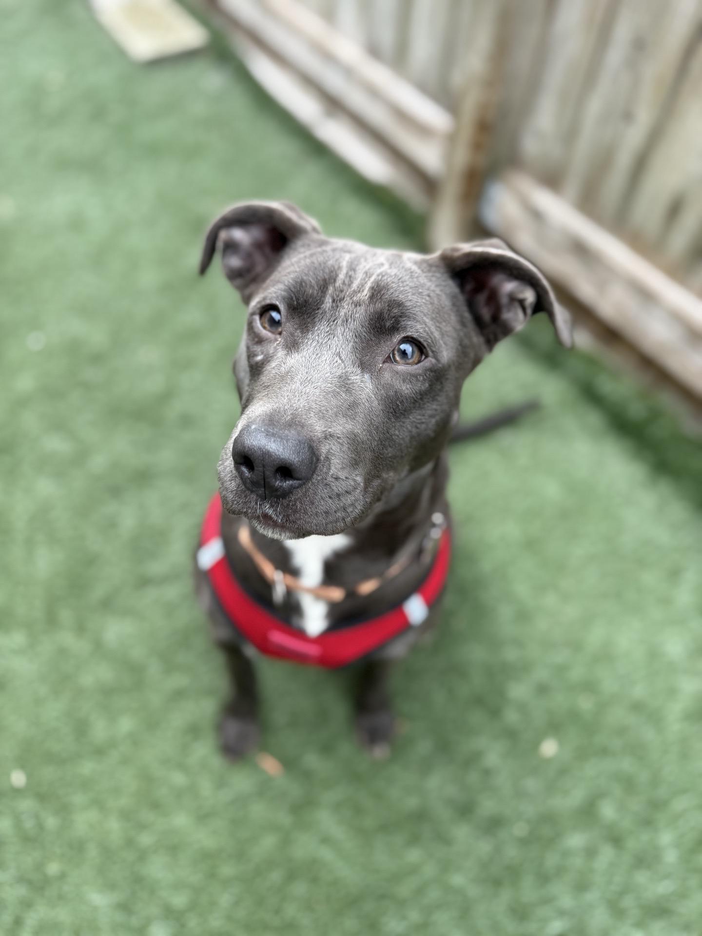 Enlarge Betty Boop, an adoptable mixed breed in Itasca, IL image 4/6