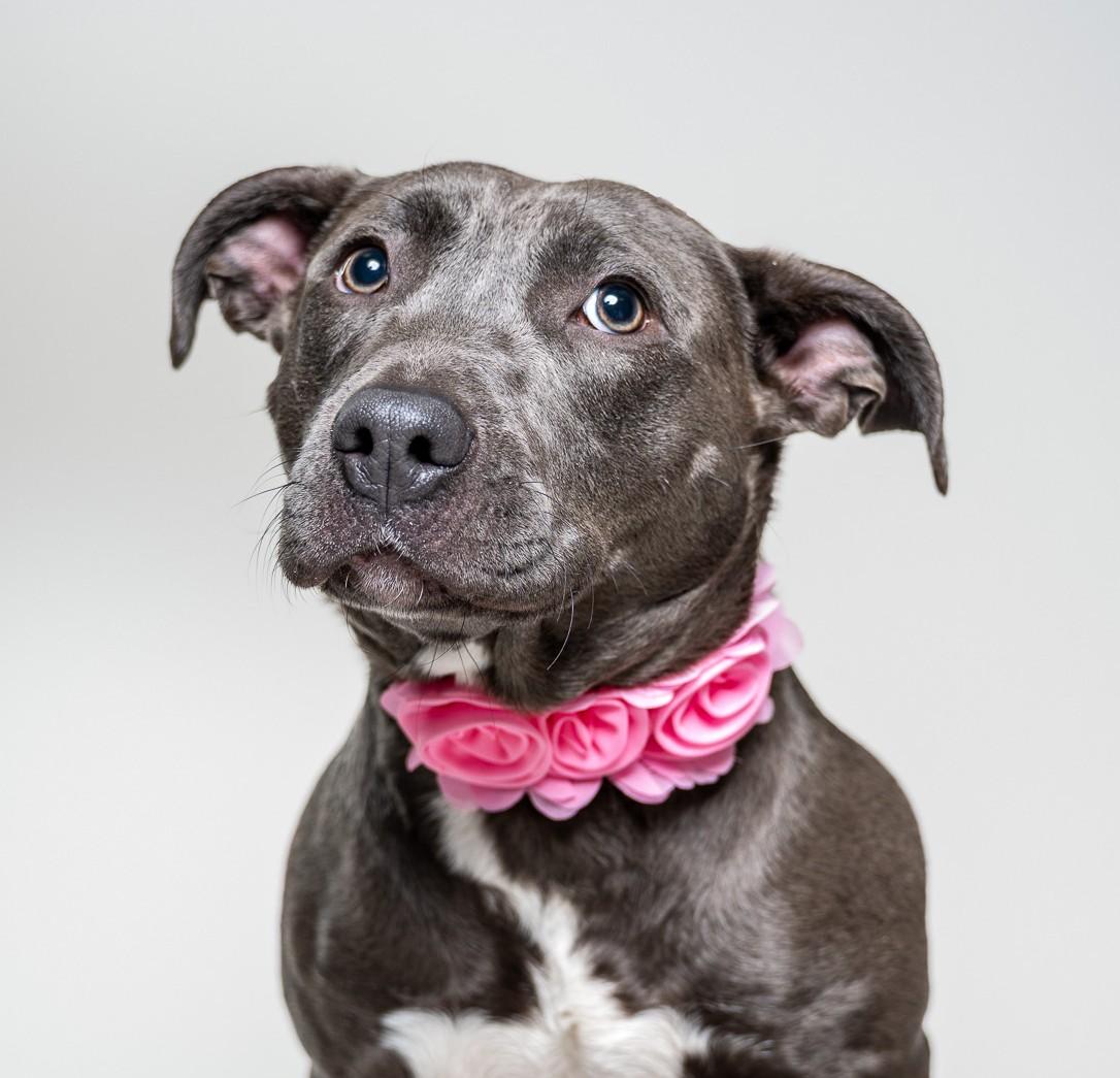 Betty Boop, adoptable, Young Female American Staffordshire Terrier & Pit Bull Terrier.