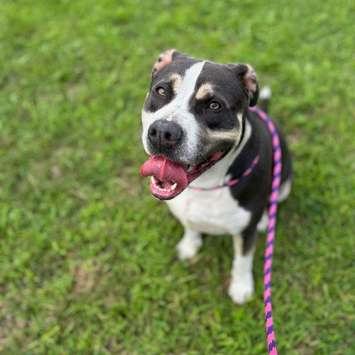 Bravo, a Adoptable Pit Bull Terrier in New Windsor, NY image 2/5