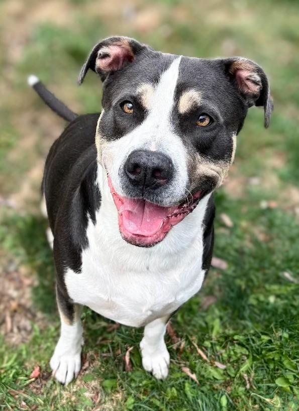 Bravo, Adoptable, Adult Male Pit Bull Terrier.