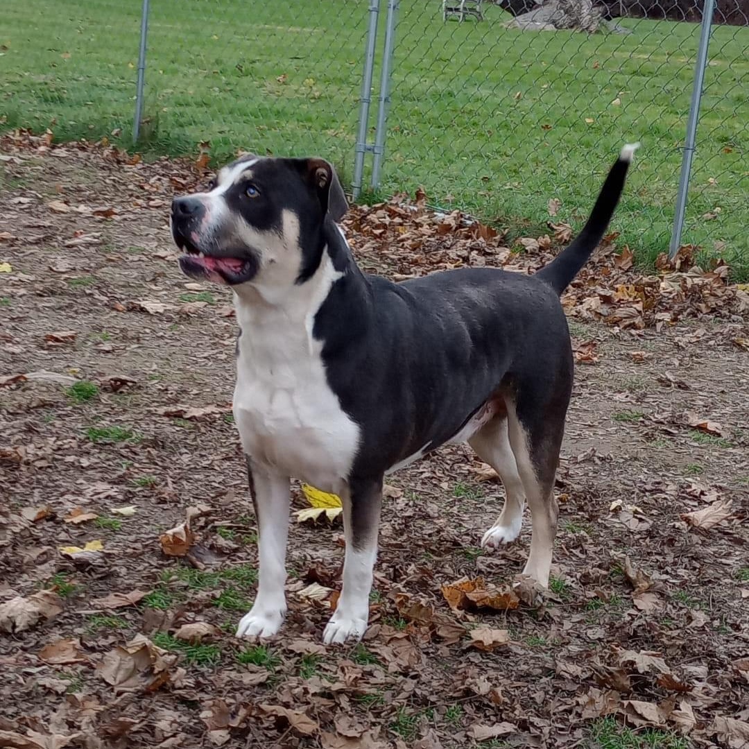 Bravo, a Adoptable Pit Bull Terrier in New Windsor, NY image 3/5