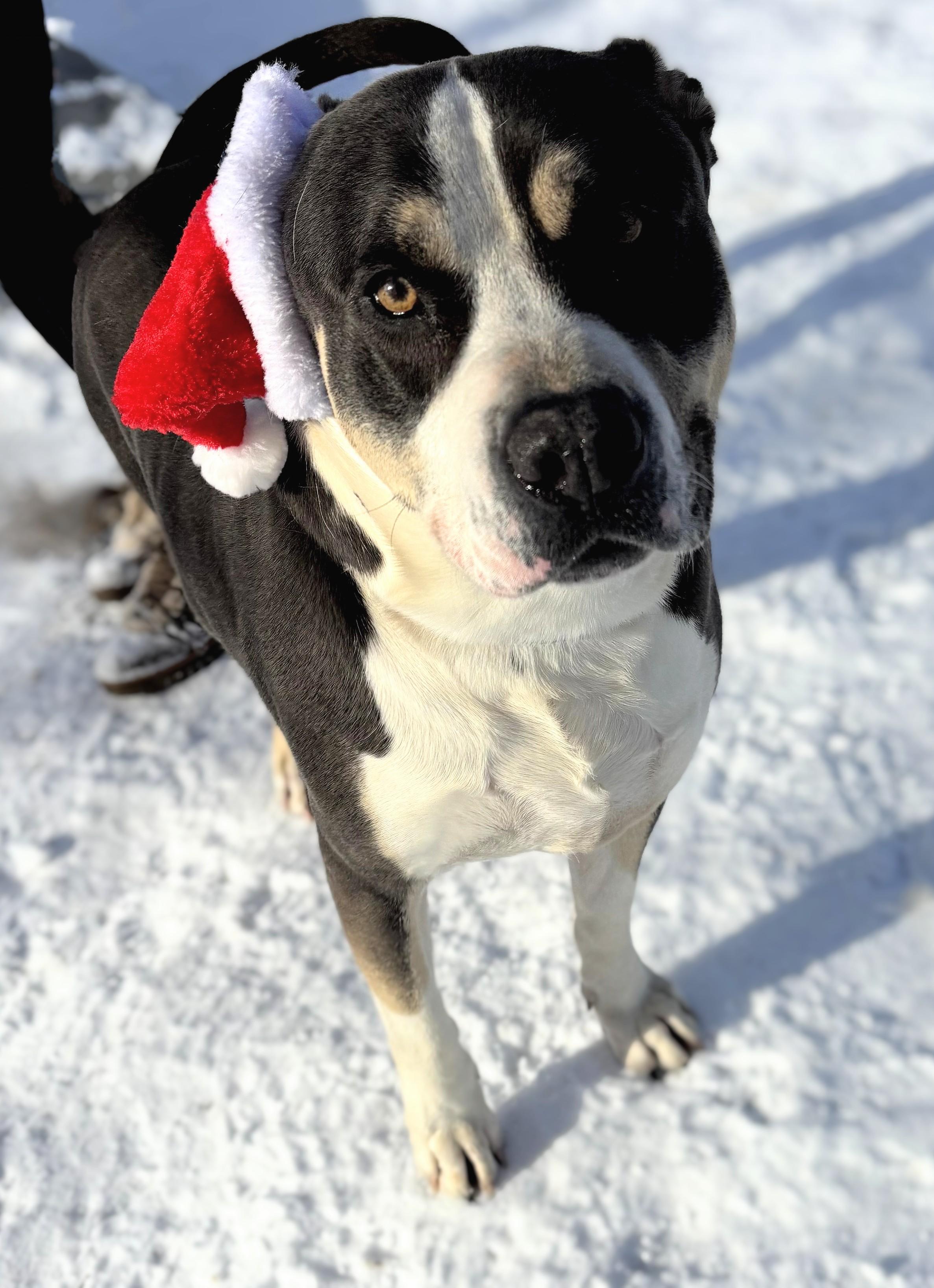 Bravo, a Adoptable Pit Bull Terrier in New Windsor, NY image 4/5