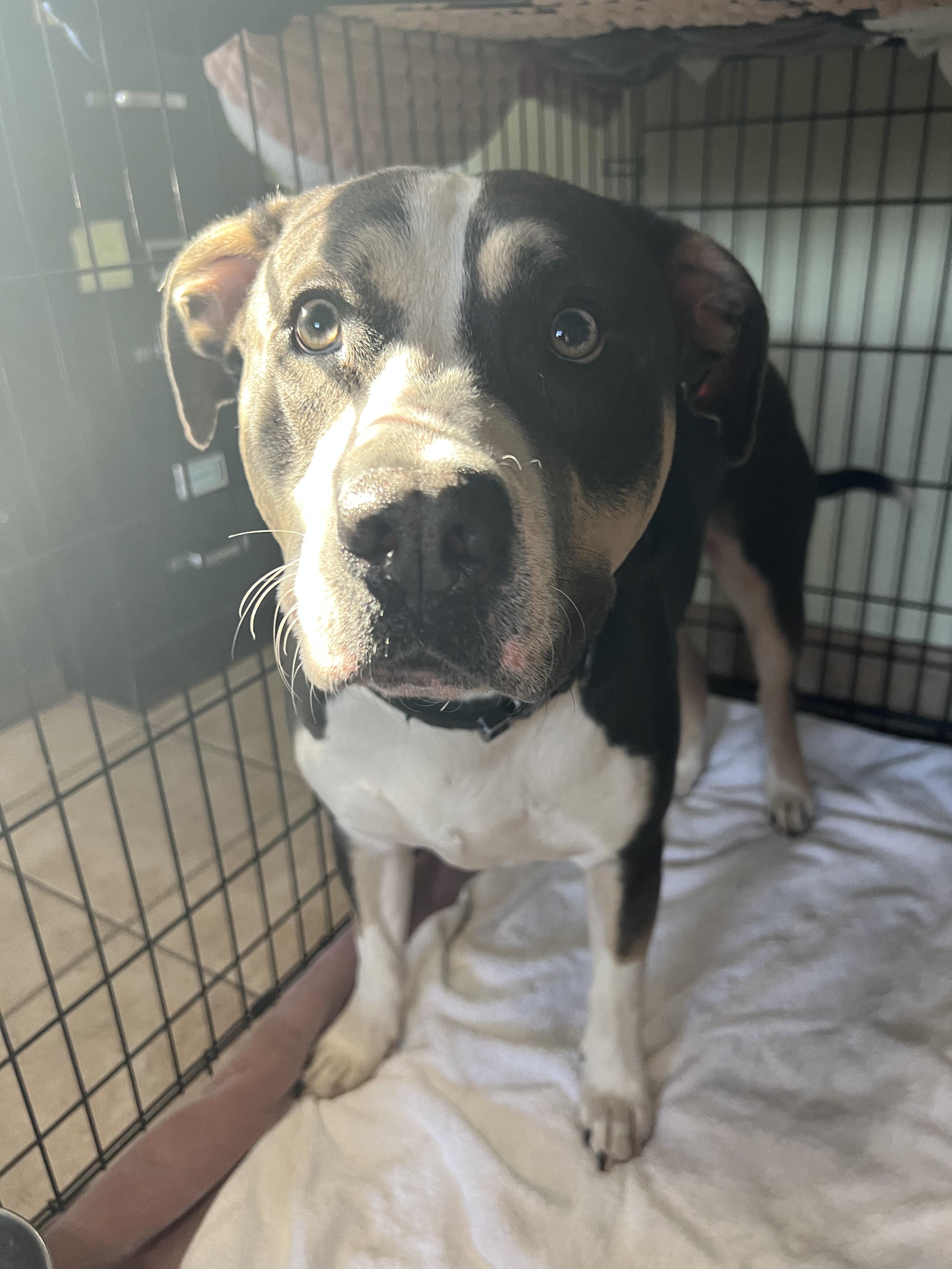 Bravo, a Adoptable Pit Bull Terrier in New Windsor, NY image 5/5