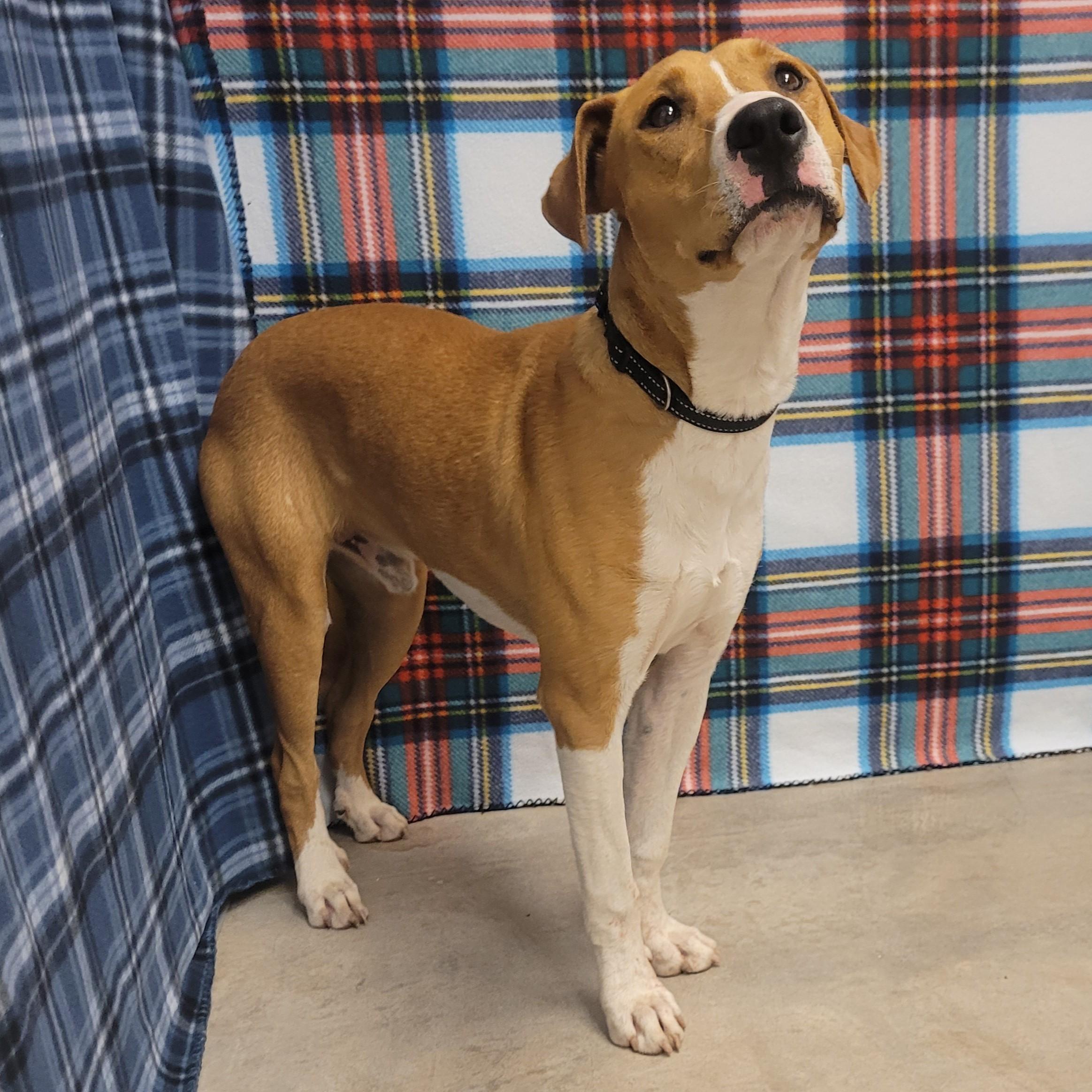 Neil, a ADOPTABLE mixed breed in ALPINE, TX image 5/6