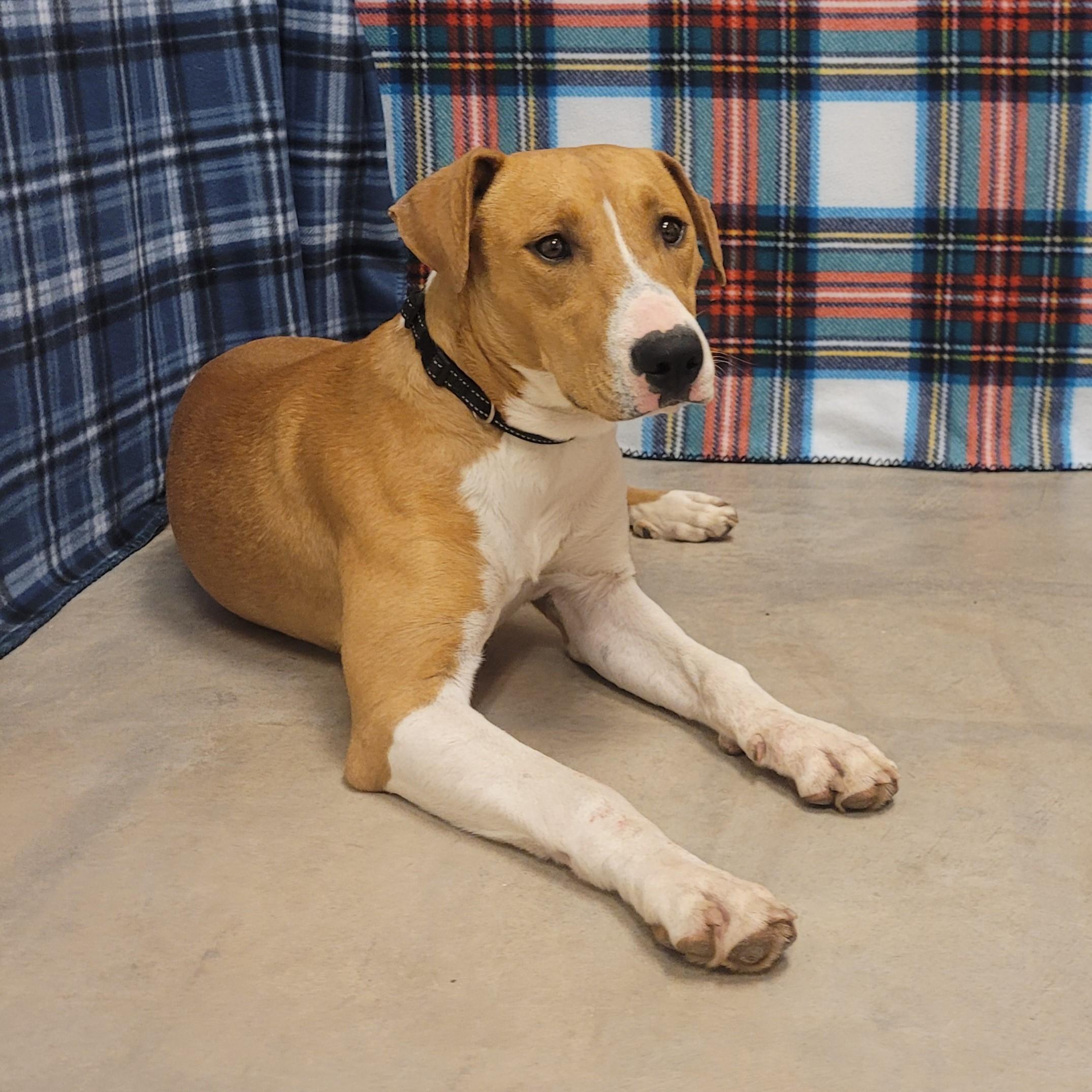 Neil, a ADOPTABLE mixed breed in ALPINE, TX image 6/6