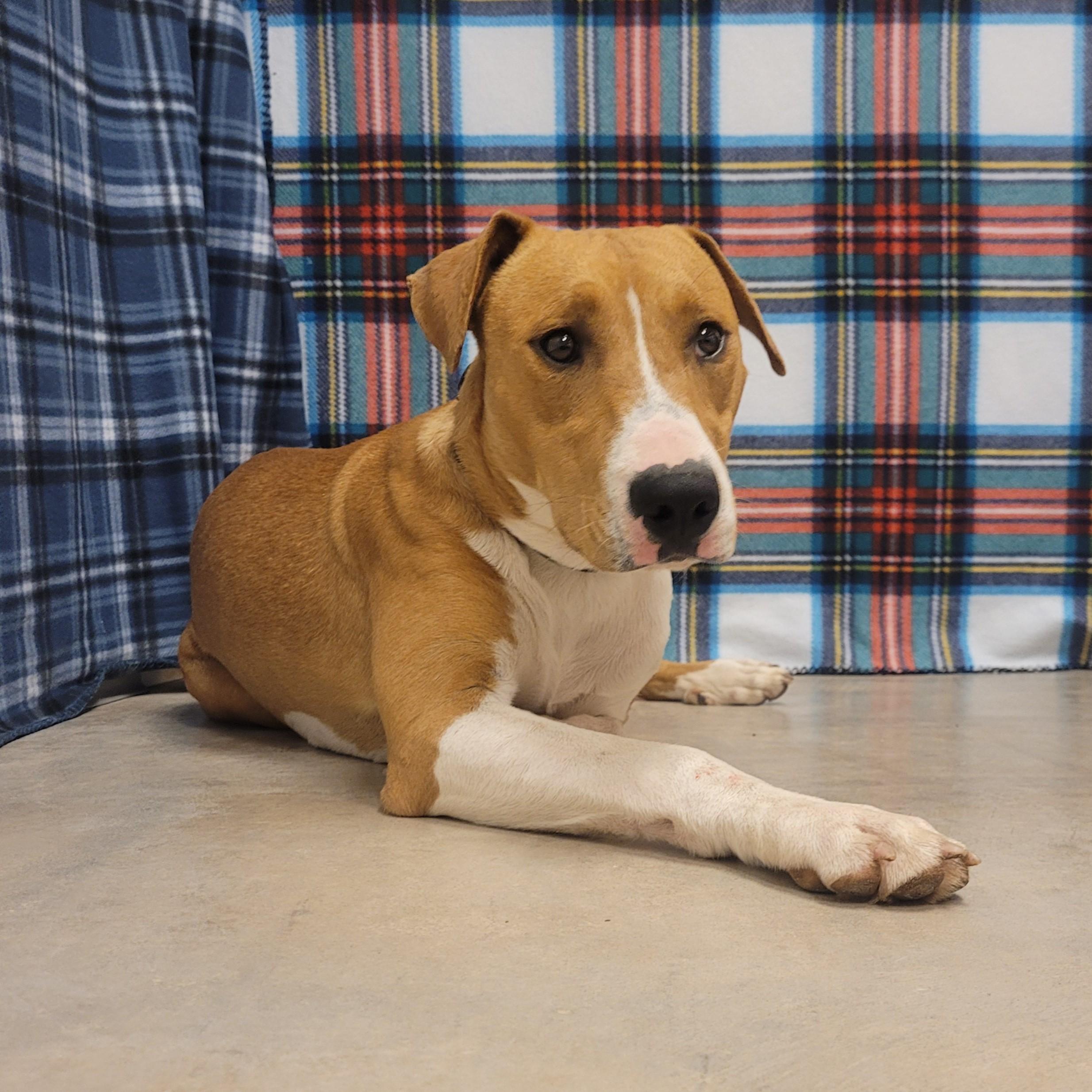 Neil, a ADOPTABLE mixed breed in ALPINE, TX image 4/6