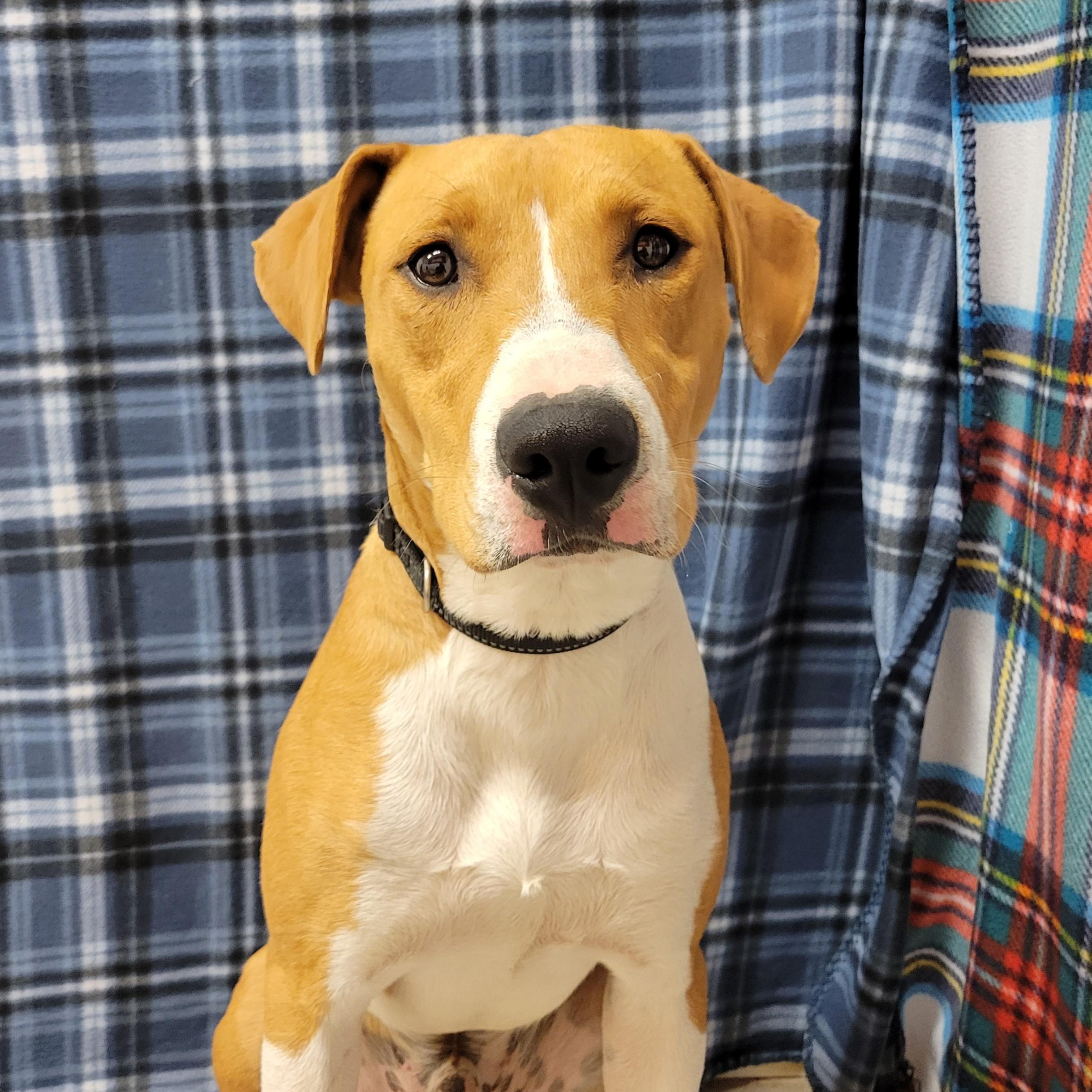Neil, a ADOPTABLE mixed breed in ALPINE, TX image 2/6