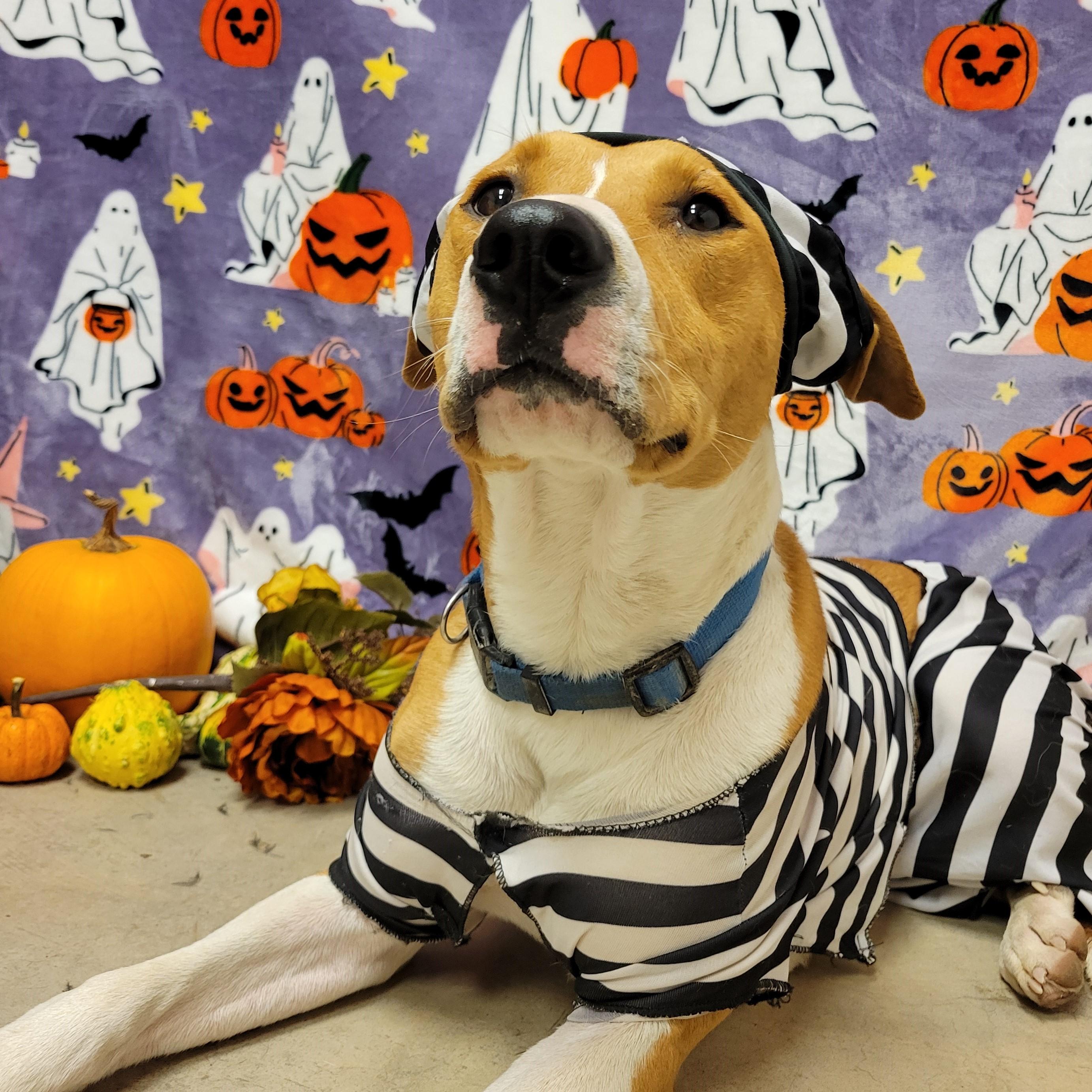 Neil, Adoptable, Young Male Coonhound.