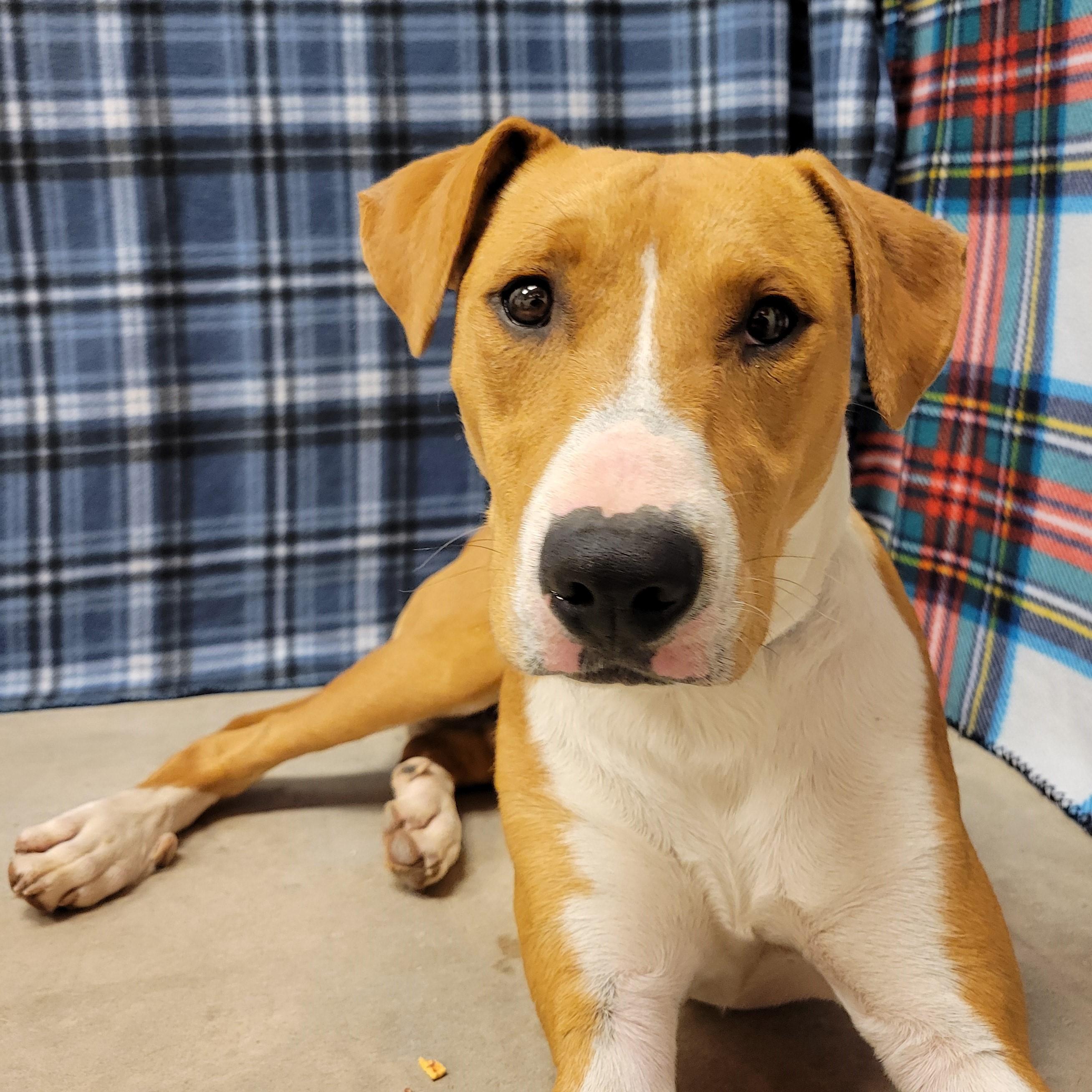 Neil, a ADOPTABLE mixed breed in ALPINE, TX image 3/6