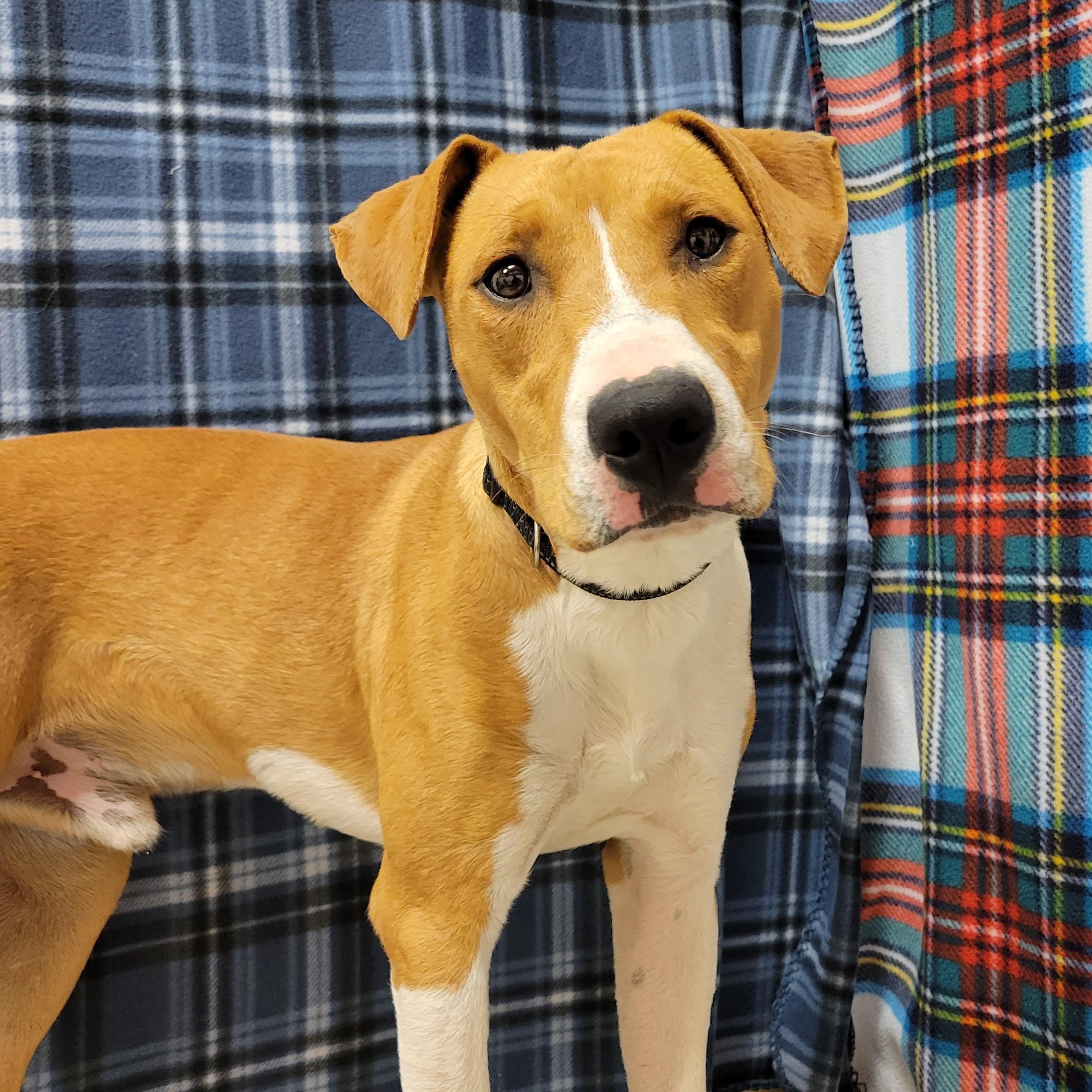 Neil, ADOPTABLE, Young Male Coonhound.