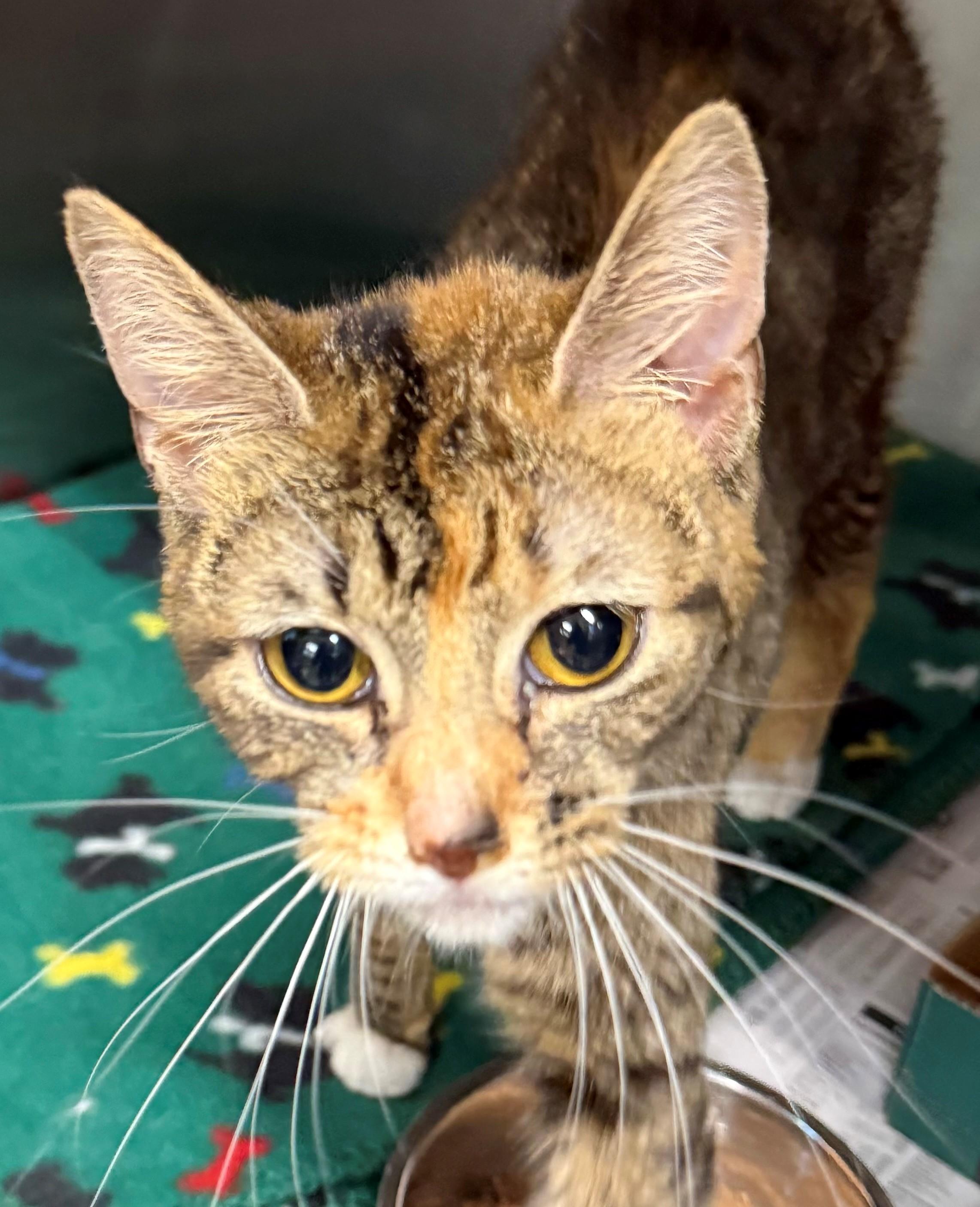 Coku, adopted, Young Female Domestic Short Hair.
