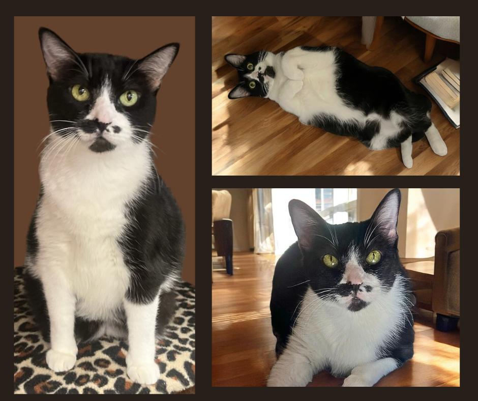 Sheba, Senior Female Tuxedo
