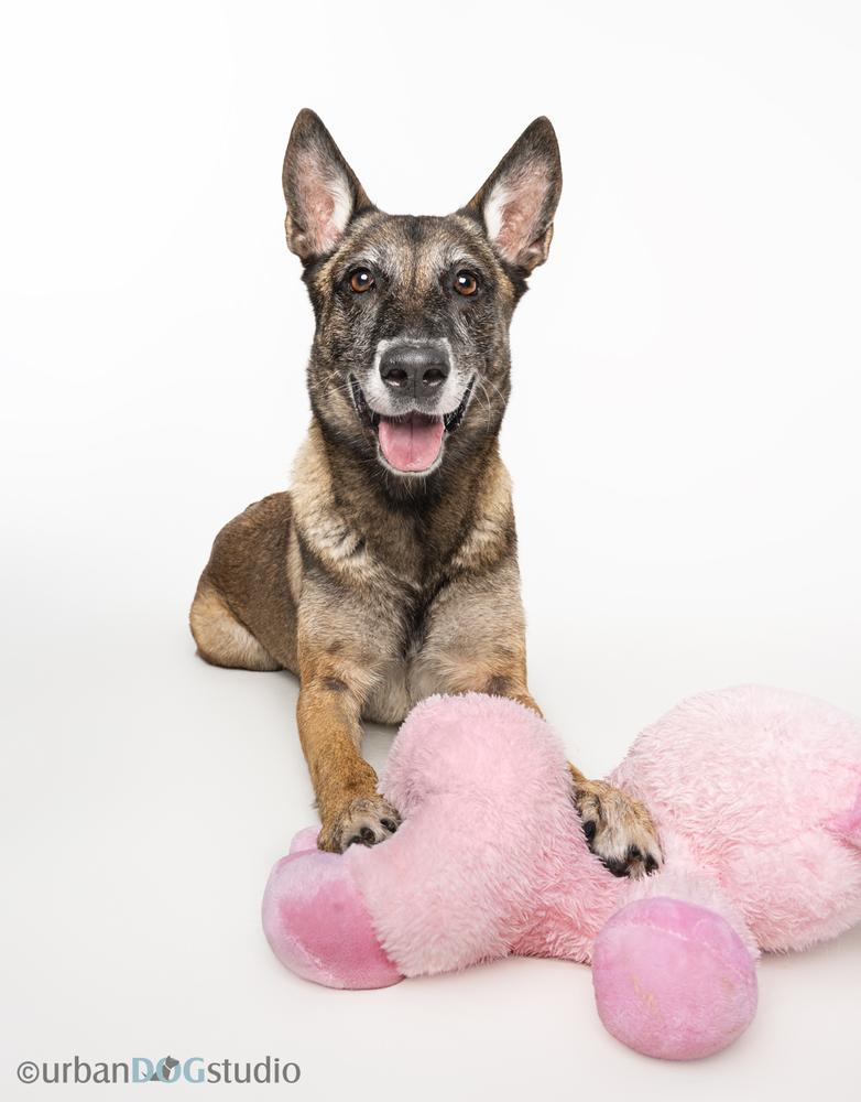 Maggie May - Located in Florida, Adoptable, Senior Female Belgian Shepherd / Malinois.