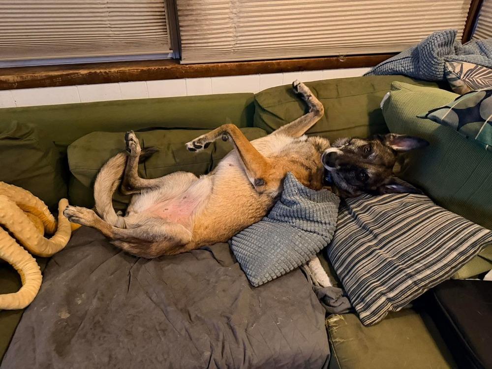 Enlarge Maggie May - Located in Florida, a Adoptable Belgian Shepherd / Malinois in Lecanto, FL image 2/6