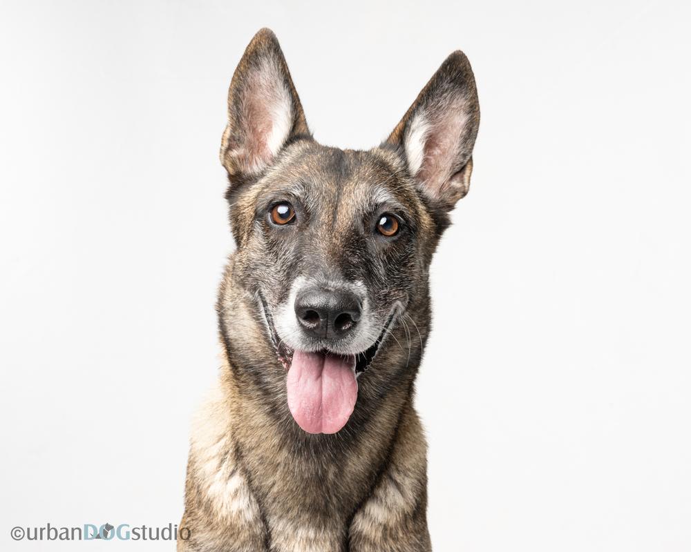 Maggie May - Located in Florida, a Adoptable Belgian Shepherd / Malinois in Lecanto, FL image 2/6