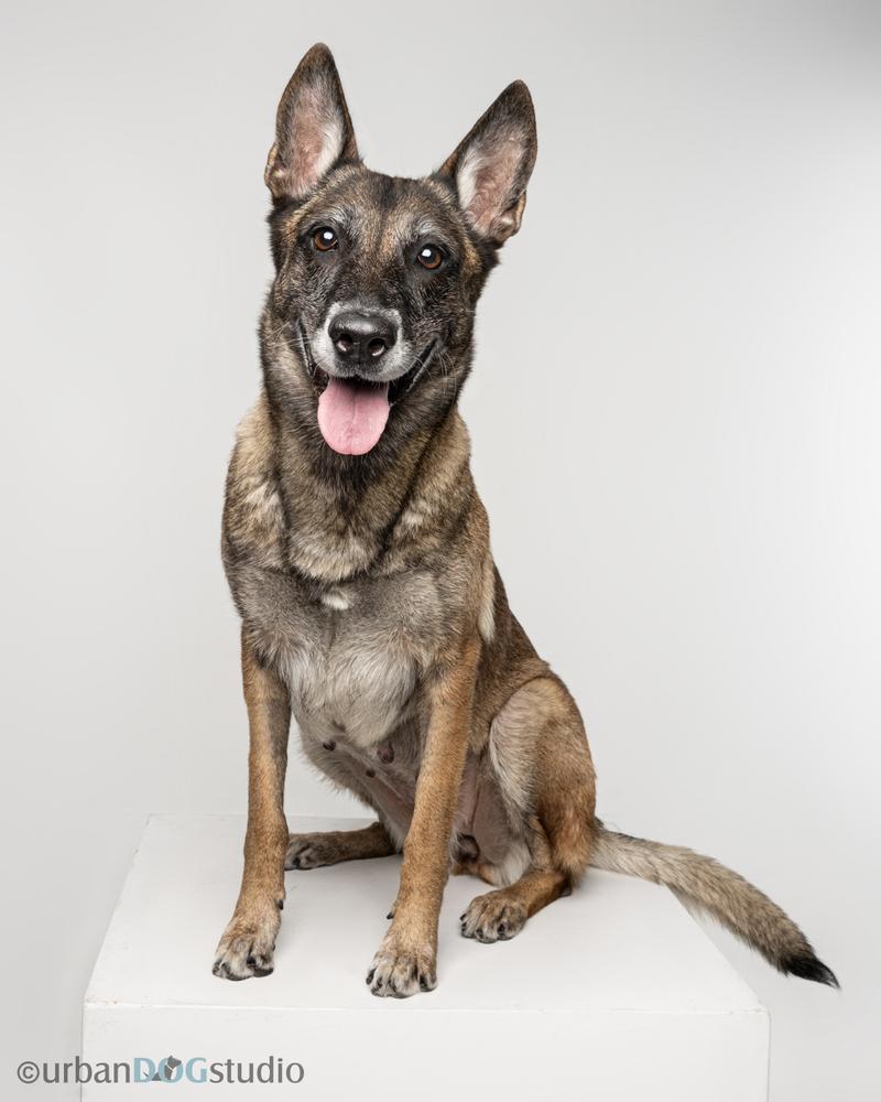 Maggie May - Located in Florida, a Adoptable Belgian Shepherd / Malinois in Lecanto, FL image 4/6