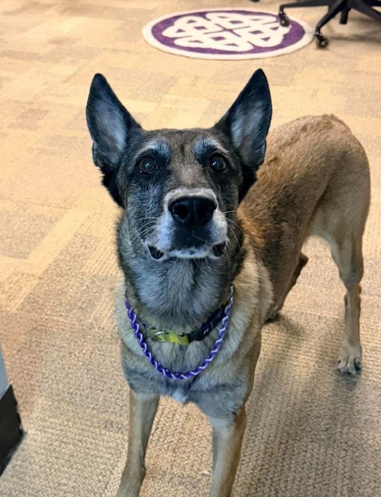 Enlarge Maggie May - Located in Florida, a Adoptable Belgian Shepherd / Malinois in Lecanto, FL image 5/6