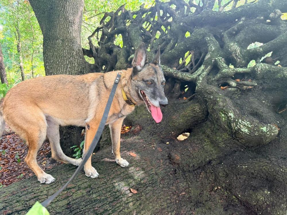 Enlarge Maggie May - Located in Florida, a Adoptable Belgian Shepherd / Malinois in Lecanto, FL image 6/6